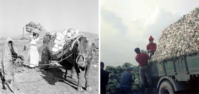 In a photo from 1957 (left), a woman in the countryside loads freshly picked cabbage onto a cart in time for gimjang season. In 1975, almost 20 years later (right), workers at a farm pile cabbage heads onto a truck (photos courtesy of National Archives of Korea).