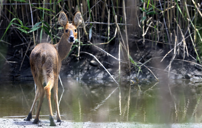 A deer in the Janghang wetlands. (courtesy of Goyang City)