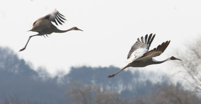 White-naped cranes fly high across the Janghang wetlands. (courtesy of Goyang City)