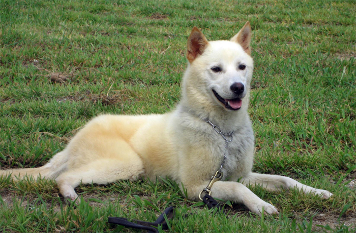 jindo puppies korean jindo becomes runner up at show korea net the official website of the jindo puppies korean jindo becomes runner up at show korea net the official website of the