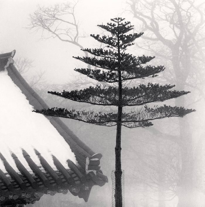  “Temple Tree, Jonjaamji, Jeju Island, South Korea, 2012” (Photo courtesy of the Gallery KONG) 