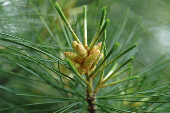 korean_tree1.jpg
