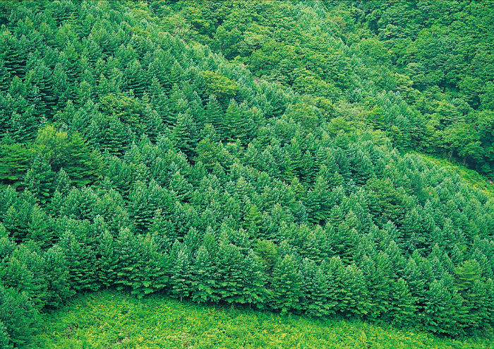 korean_tree_2.jpg