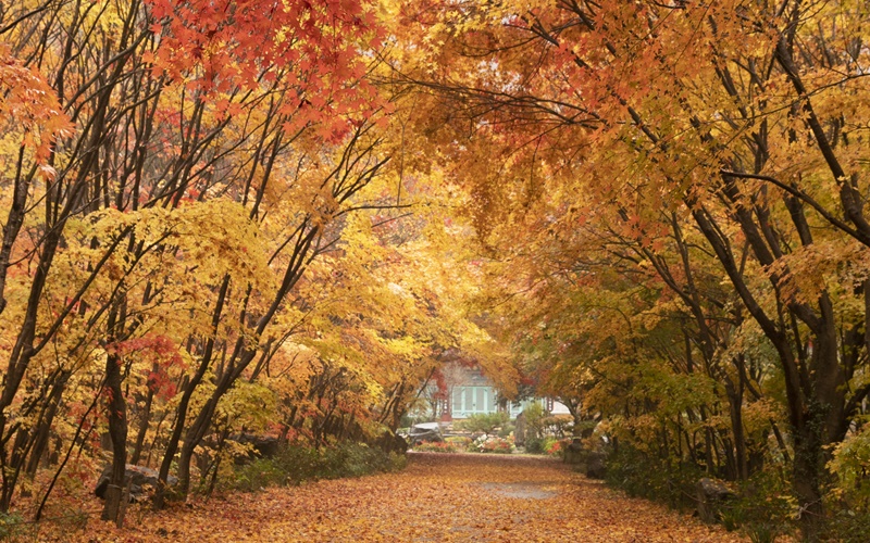 Fall Foliage Comes 1 4 Days Later This Year Korea Net The Official Website Of The Republic Of Korea