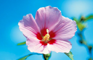 National flower Mugunghwa (Rose of Sharon)