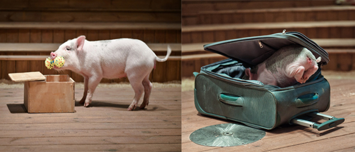 The Icheon Pig Museum entertains visitors with special events in which trained piglets perform various cute tricks (photos courtesy of the Icheon Pig Museum).
