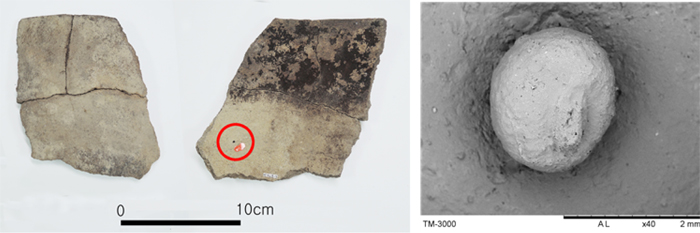  (Left) A trace of red bean found in earthenware discovered in Osan-ri, Yangyang County. (Right) An enlarged view of the sample. 