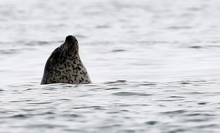 Harbor seals play in the waters near Baengnyeongdo Island in November 2013. (photos: Yonhap News)