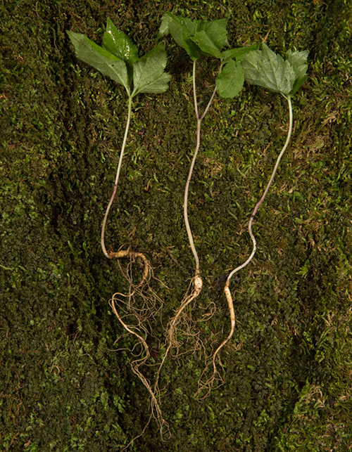 Wild ginseng roots are collected by <i>simmani</i>.