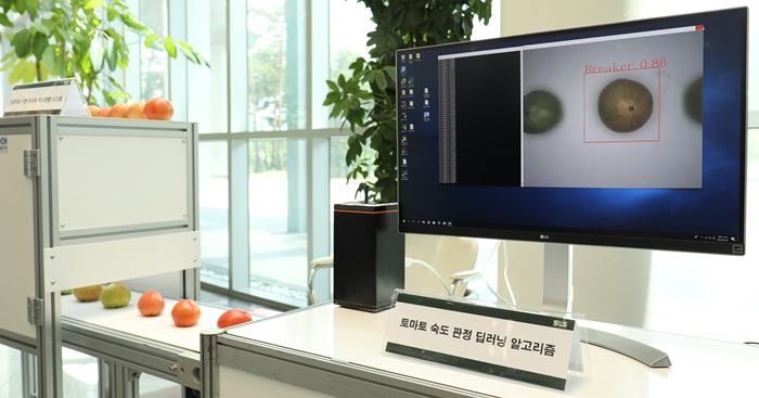 An AI discriminator can check the ripeness of each tomato. (Ministry of Science and ICT)