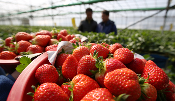 Koreanske jordbær har fremragende farve og smag, og de eksporteres til mange markeder, herunder Thailand, Rusland og Japan. 