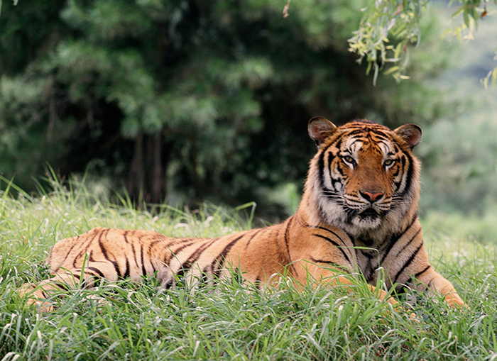 The tiger wins the most votes from among its large mammal rivals in a popularity survey run by the National Institute of Biological Resources. (National Institute of Biological Resources)