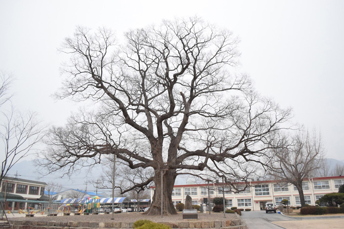  A 600-year-old zelkova tree in Damyang, Jeollanam-do (South Jeolla Province). (photo courtesy of the KFRI) 
