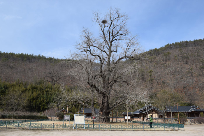  A 600-year-old ginkgo tree in Uiryeong, Gyeongsangnam-do (South Gyeongsang Province), has been deified as a guardian by the local villagers. (photo courtesy of the KFRI) 