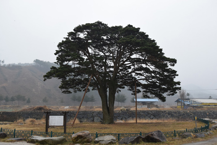  A 270-year-old pine tree in Hamyang, Gyeongsangnam-do (South Gyeongsang Province), has been helping young people develop their taste for the arts and nurture their growing spirits. (photo courtesy of the KFRI) 
