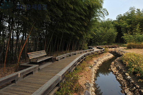 The Yeongsan River flows through a bamboo grove in Damyang County, Jeollanam-do (photo courtesy of Office of National River Restoration).