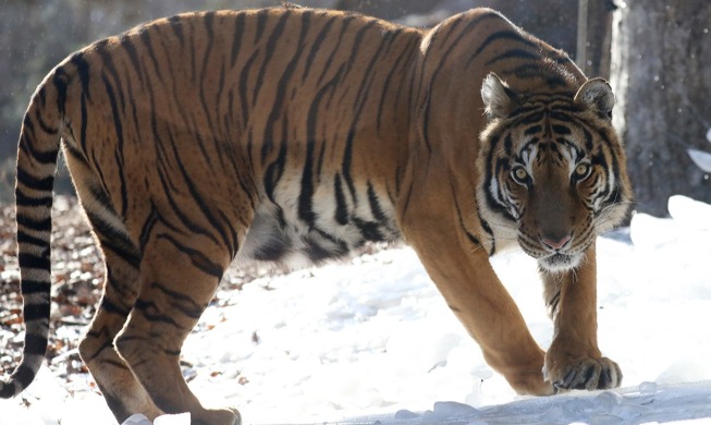 [Honorary Reporter highlights] Feline fascination in Year of Black Tiger
