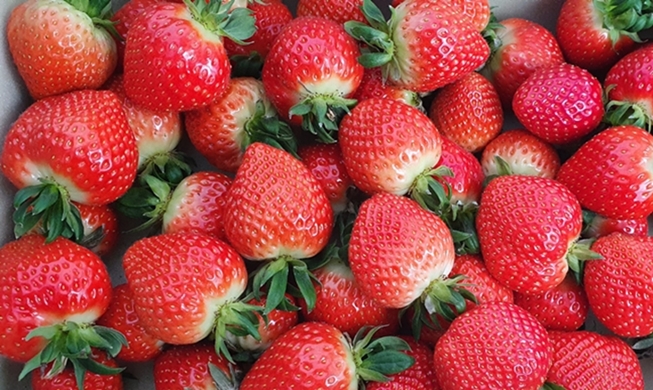 What is the secret behind Korean strawberries' success?