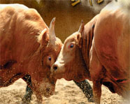 Cheongdo Bullfighting Festival  