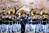cherryblossom_thumb.jpg