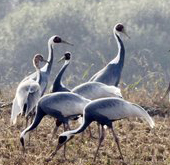 dmz_wildlife_thumb.jpg
