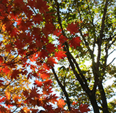 fall_leaves_thumb2.jpg