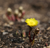 Early_Spring_Flower_th.jpg