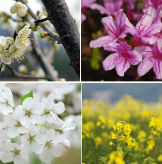 Springflowers_yna_kna_L1_s.jpg