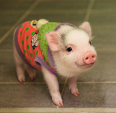 pig_thumb.jpg
