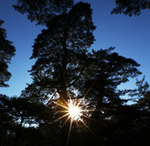 Pine_Tree_Article_th.jpg