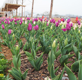 130408_suncheon_garden_thb.jpg