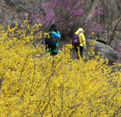 Seoul_Spring_Flower_th.jpg