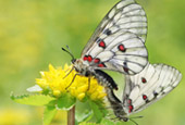 130612_butterflies_thb2.jpg