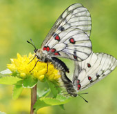 Endangered butterflies released into the wild in Wonju