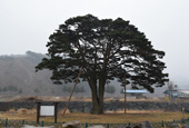 Ancient trees to be cloned