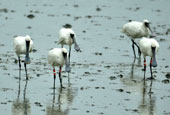 Songdo Tidal Flat designated Ramsar Wetlands 