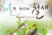 Migrants in the sky: an exhibition for migratory birds in Korea