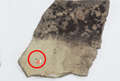 Red bean traces found to be oldest in Northeast Asia