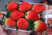 Domestic strawberries go global 