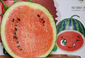 Haman represents Korea with watermelons, paprikas