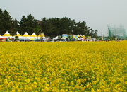Samcheok Maengbang Canola Flower Festival 