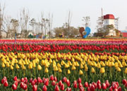 Shinan Tulip Festival 
