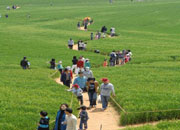 Gochang Green Barley Field Festival 
