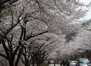 Silk Town Mountain Cherry Blossom Festival