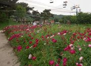 Seoul Grand Park Rose Festival 