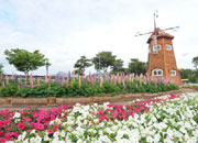 International Rose Festival Gokseong