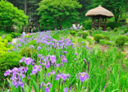 Iris Festival of The Garden of Morning Calm 