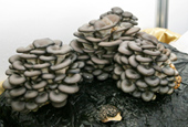 Mushroom farming benefits from science