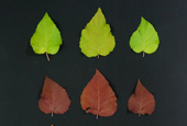 Newly developed poplar species produces anti-aging agents