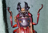 New breeding method revives longhorn beetle